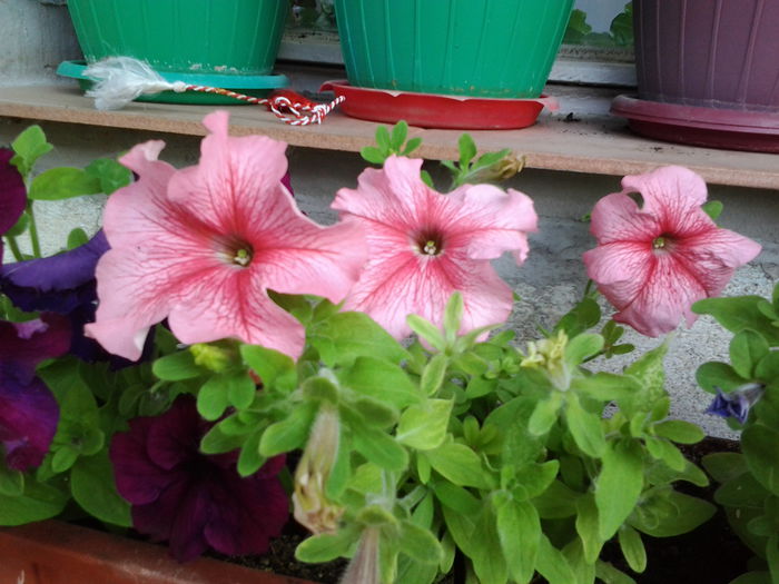 Fotografie0551 - flori balcon