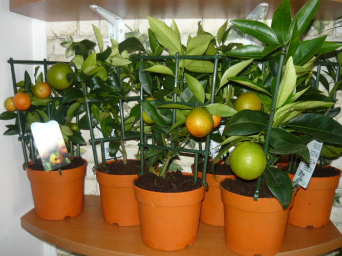 portocal pitic de vanzare