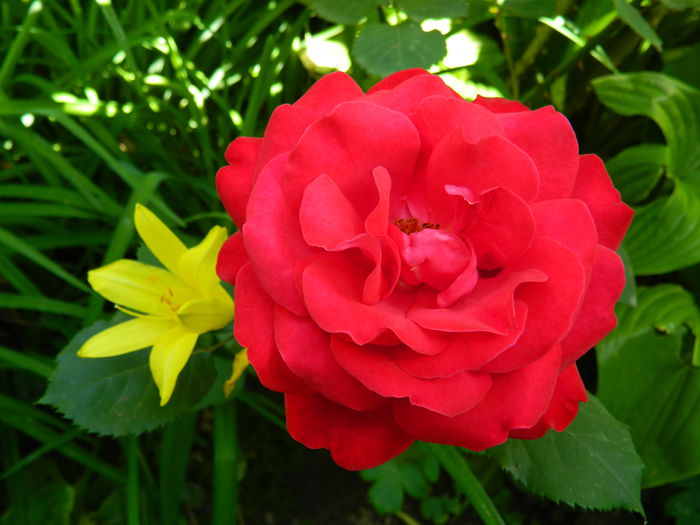 DSCN8899 - 2015_IUNIE