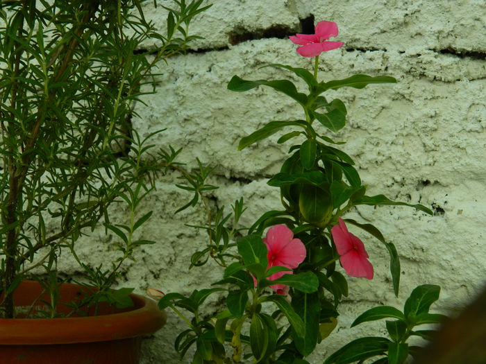 DSCN8916 - 2015_IUNIE
