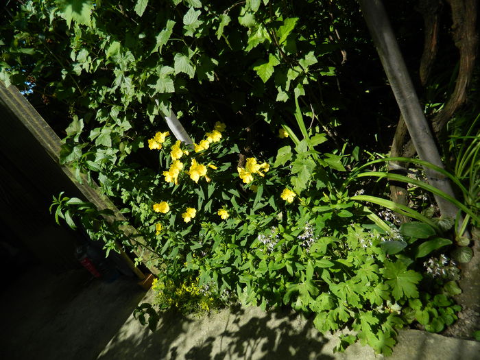 DSCN8927 - 2015_IUNIE