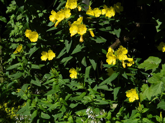 DSCN8930 - 2015_IUNIE
