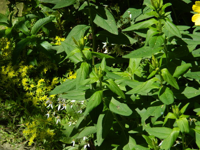 DSCN8931 - 2015_IUNIE
