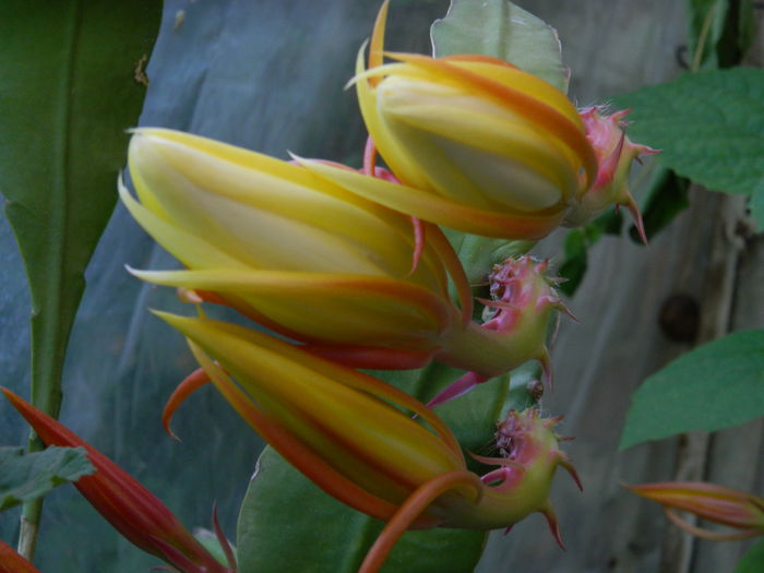 DSCN8934 - 2015_IUNIE