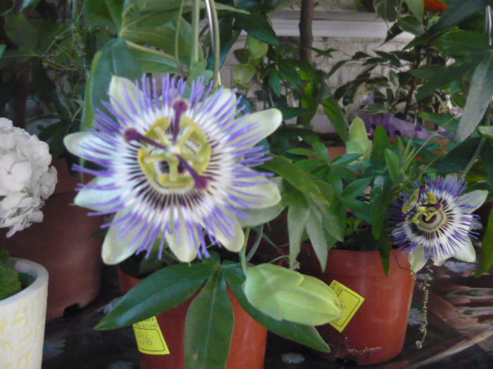 floarea pasiunii de vanzare 39ron - diverse plante