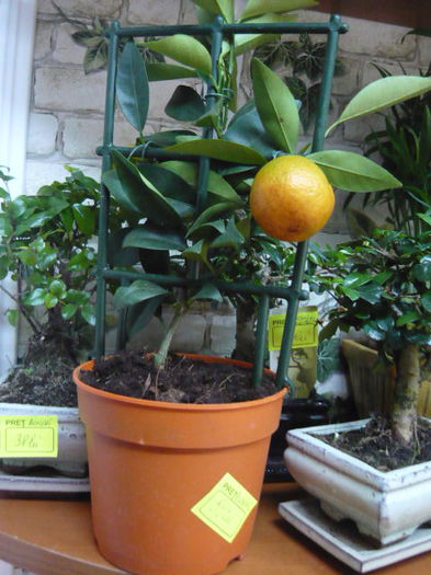 portocal pitic de vanzare 59lei - diverse plante