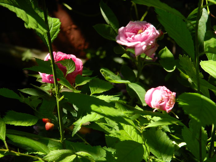 DSCN9009 - 2015_IUNIE