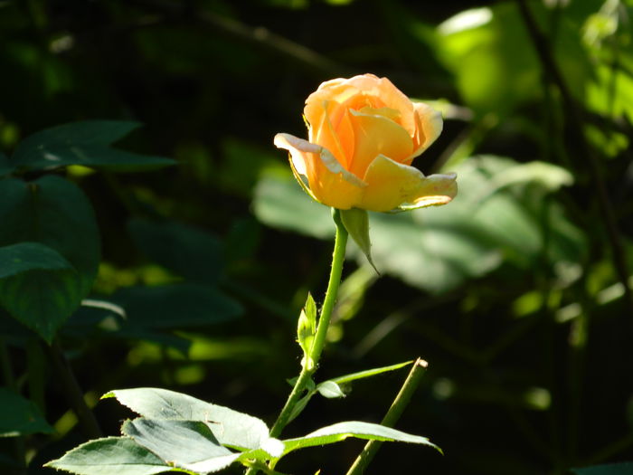 DSCN9021 - 2015_IUNIE