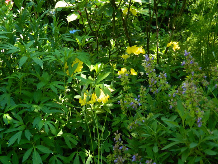 DSCN9032 - 2015_IUNIE