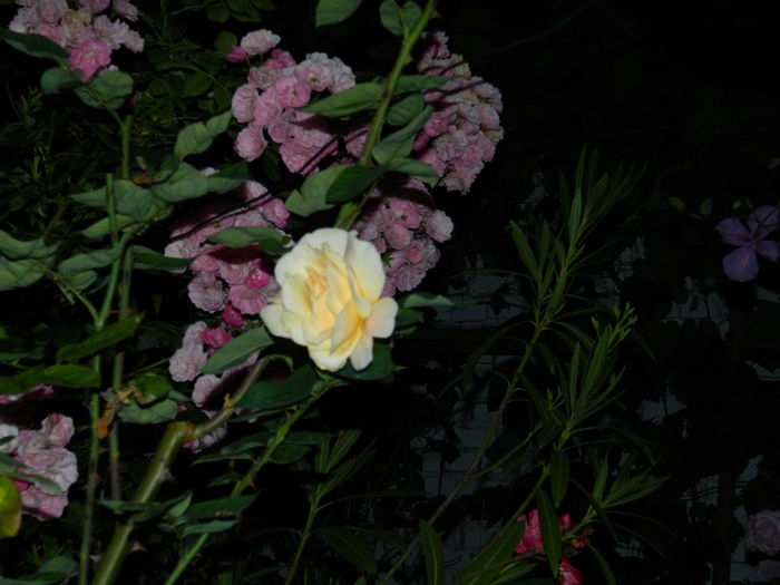DSCN9048 - 2015_IUNIE