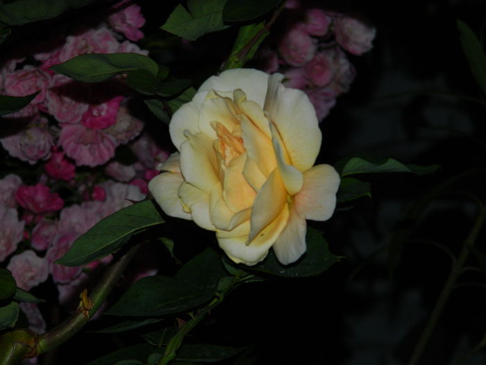 DSCN9049 - 2015_IUNIE