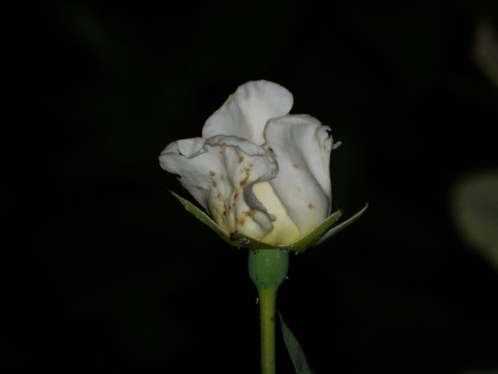 DSCN9050 - 2015_IUNIE