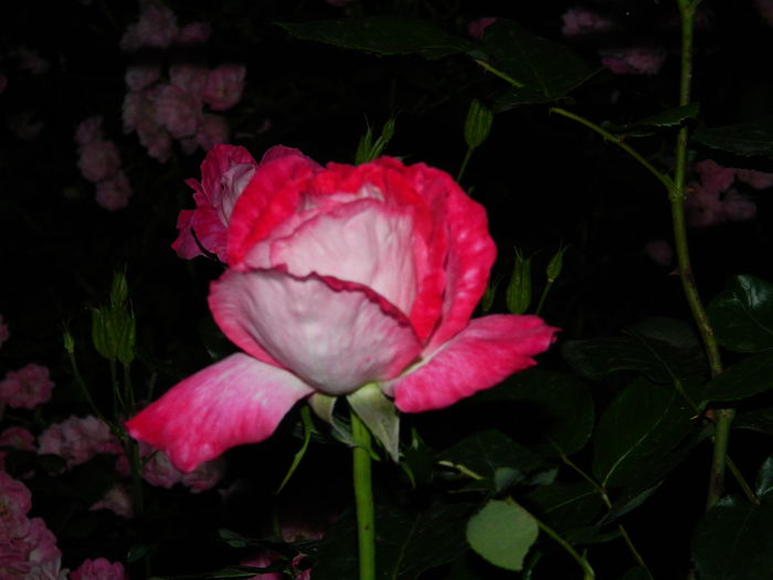 DSCN9052 - 2015_IUNIE