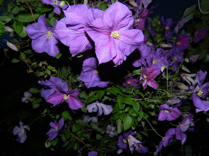 DSCN9053 - 2015_IUNIE