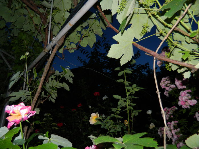 DSCN9066 - 2015_IUNIE