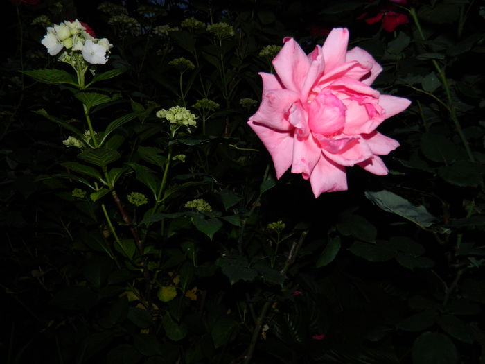 DSCN9070 - 2015_IUNIE