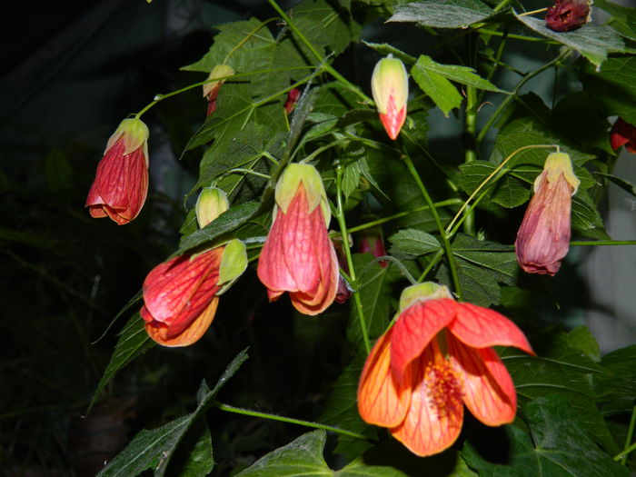 DSCN9074 - 2015_IUNIE
