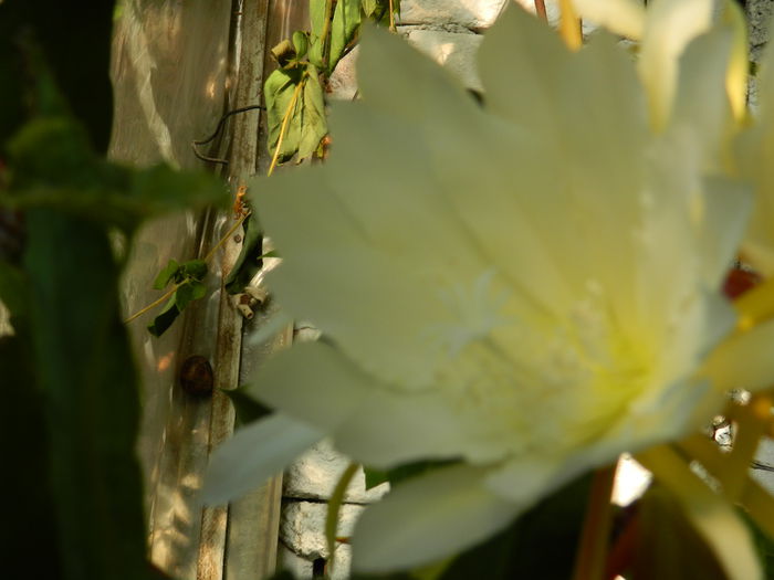 DSCN9101 - 2015_IUNIE