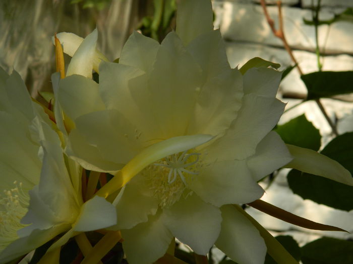 DSCN9102 - 2015_IUNIE