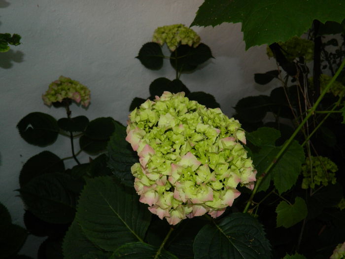 DSCN9166 - 2015_IUNIE