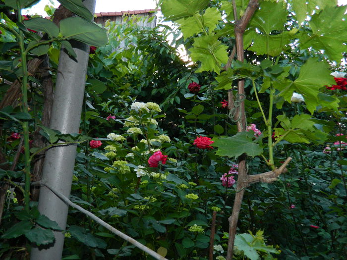 DSCN9196 - 2015_IUNIE