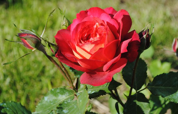 31 mai, Docteurs Massad - 2015 trandafiri -II