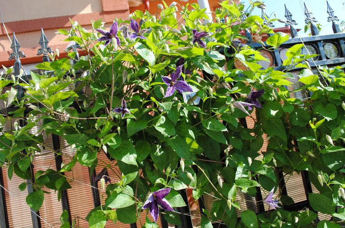 clematis Tie Dye
