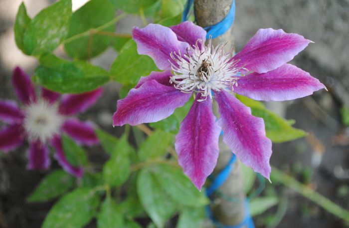 clematis Asao