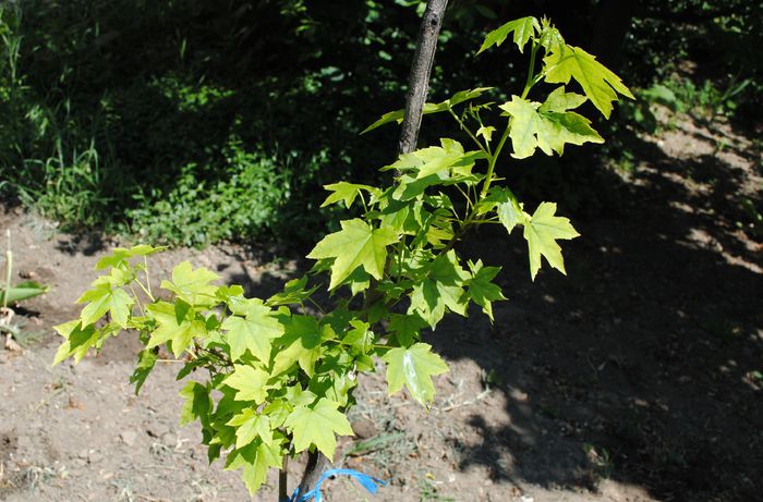 Liquidambar styraciflua(arbore de ambra)