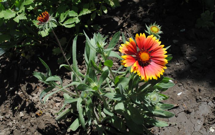 coreopsis lanceolata Sterntaler