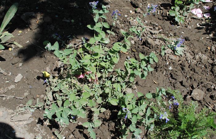 nepeta faassenii