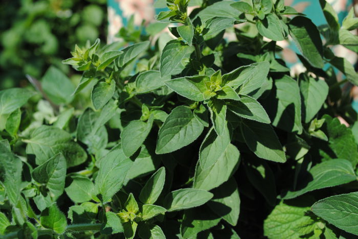 oregano