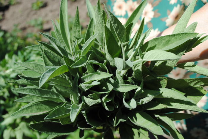 salvie medicinala
