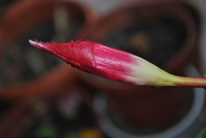 DSC_0414 - 1 FLORILE MELE - senzatie de viata in casa