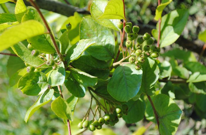 arbore de stafide