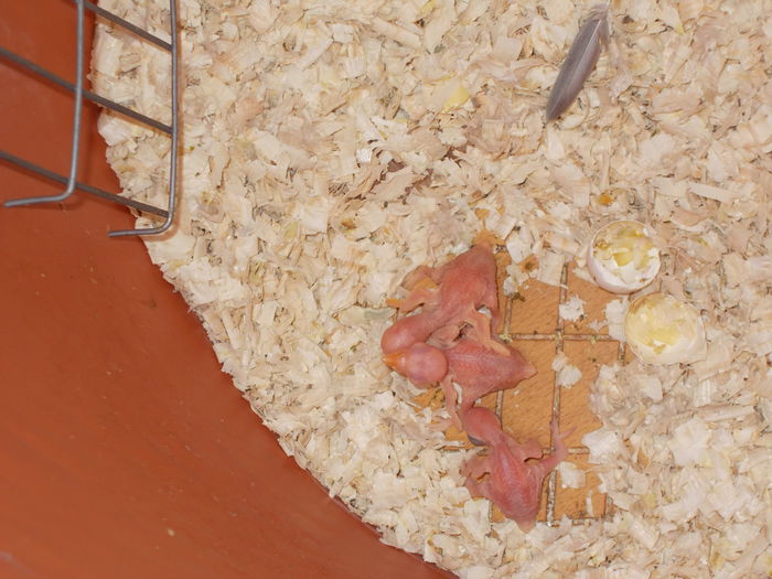 DSCN2771[1]; MICUL ALEXANDER ECLOZATI PE 2 IUNIE ZIUA MEA DE NASTERE
