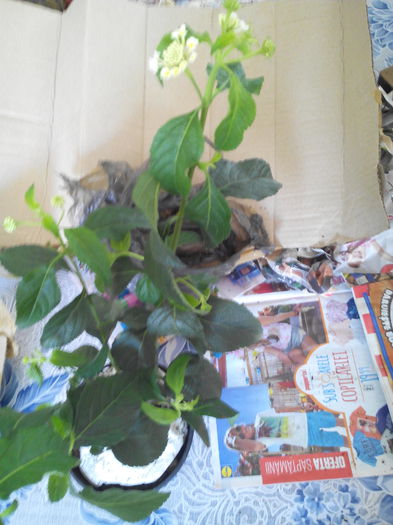 lantana alba ce ziceti