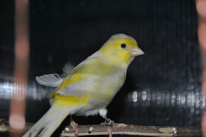 DSC_0123 - 3 Canari Roller