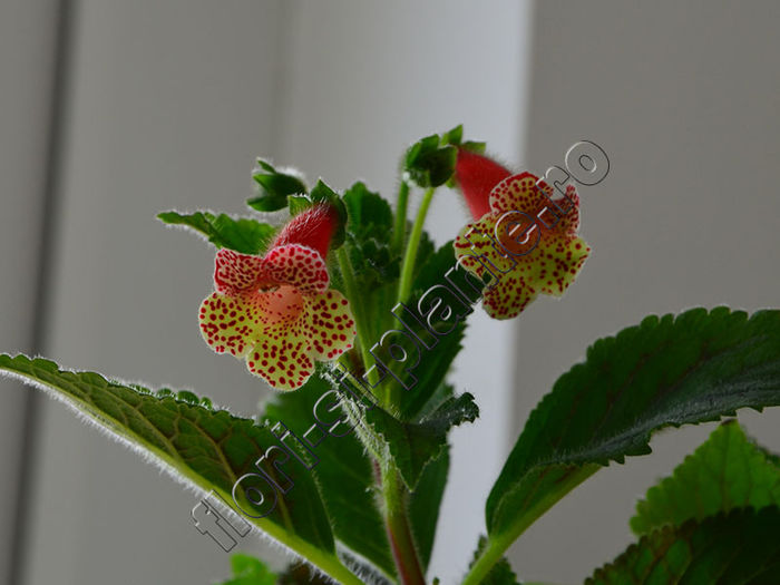 NEW 2015 + Kohleria Luci s Shine - KOHLERIA IV - Hibrizii mei - My hybrids