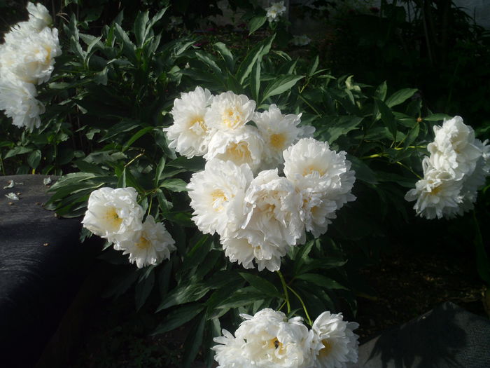 HPIM2937 - flori de primavara