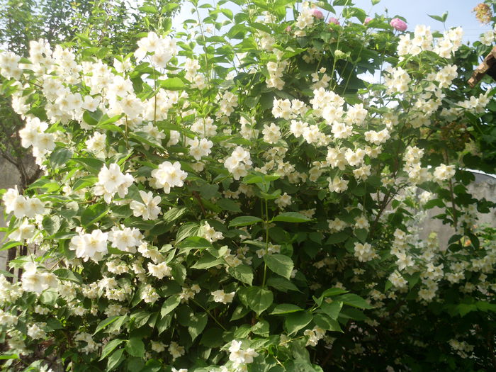 HPIM2939 - flori de primavara