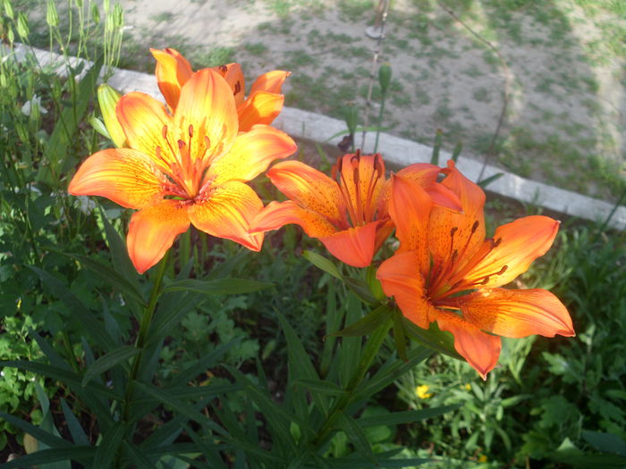 HPIM2940 - flori de primavara