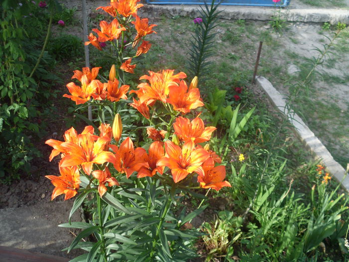 HPIM2942 - flori de primavara