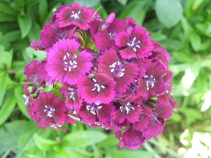 HPIM3005 - flori de primavara