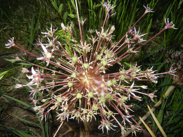 Allium schubertii (2015, May 20)