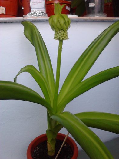 4,06.2015 - ZZ Eucomis bicolor