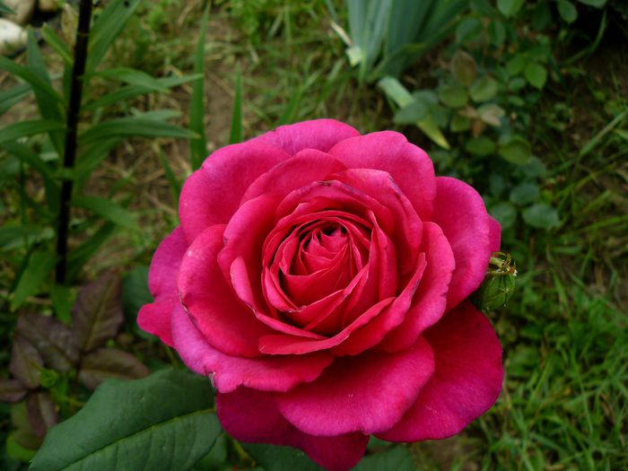 Johan Wolfgang Ghote-Evers2004