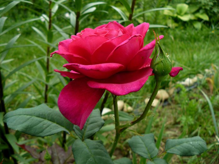 Johan Wolfgang Gothe-USDA6