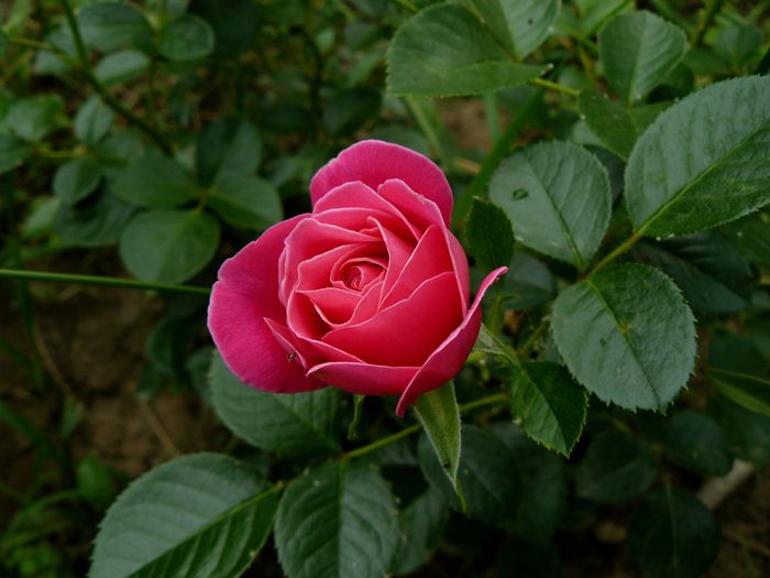 Johan Wolfgand Ghote-100-120cm