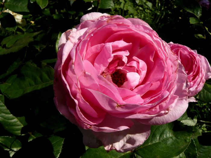 Ghita Renaissance-Poulsen 2004